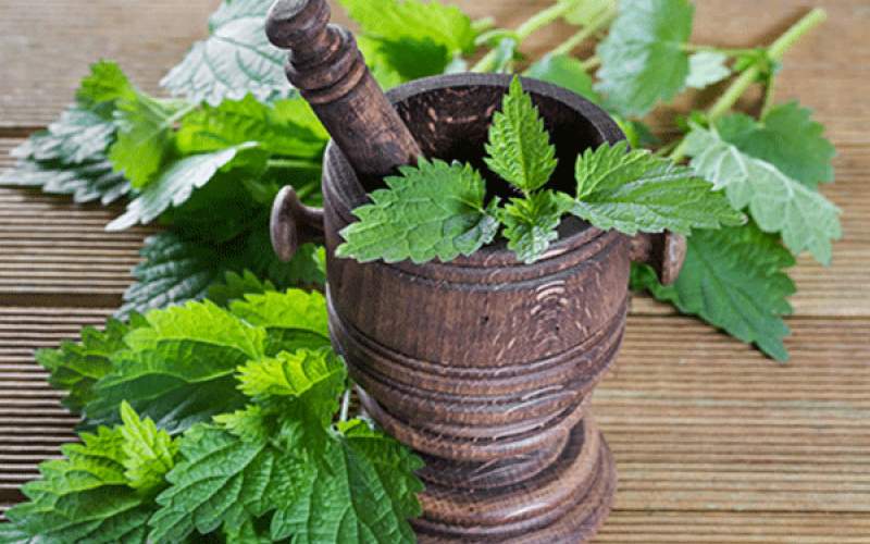گزنه موثرترین دافع سنگ کلیه است