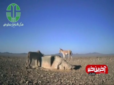 ثبت تقابل کم‌نظیر یوز و گور آسیایی در توران شاهرود