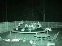 وقتی همه خواب بودند... 