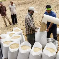 سیگنال به بازار برنج برای کاهش قیمت از امروز