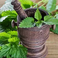 گزنه موثرترین دافع سنگ کلیه است