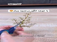 با خوشه انگور درختچه بساز