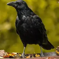 هوش بالای کلاغ