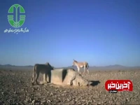 ثبت تقابل کم‌نظیر یوز و گور آسیایی در توران شاهرود