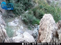 مشاهده پلنگ ایرانی در کوه معلی انارک نایین