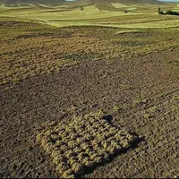 رد‌پای تاریخ در کشت نخود؛ دانه‌ای به قدمت آواز لُری در دل لرستان
