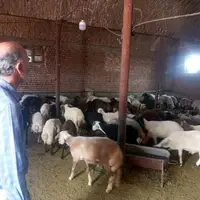  افزایش تولید گوشت قرمز با فعال‌سازی واحد‌های پرواربندی در آذربایجان‌غربی