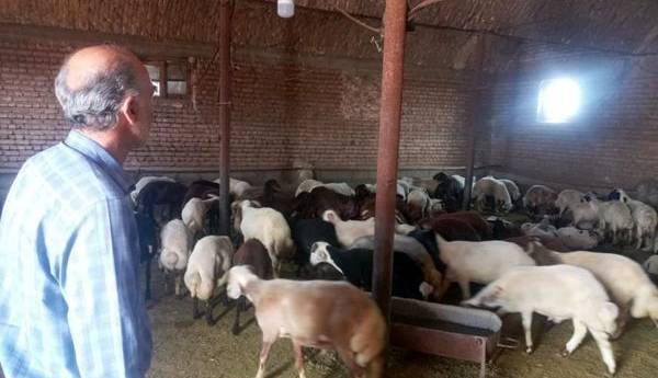 افزایش تولید گوشت قرمز با فعالسازی واحدهای پرواربندی در آذربایجانغربی