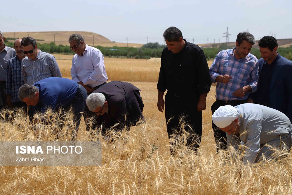 آیین شکرگزاری برداشت گندم در مراغه