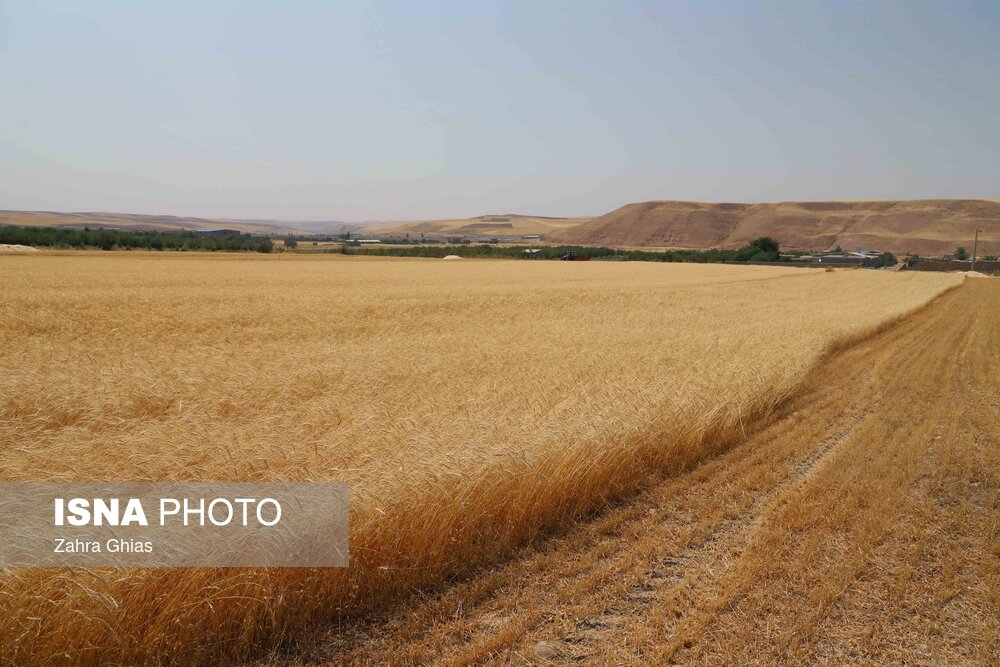 آیین شکرگزاری برداشت گندم در مراغه