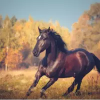 توان یک اسب چند اسب بخار است؟ پاسخ ممکن است غیرمنتظره باشد