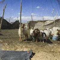 آغاز عملیات تأمین آب پایدار قشلاق حاجی‌آباد در بوئین‌زهرا