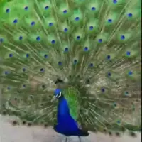 تو نیکی کن و در دجله انداز که ایزد در بیابانت دهت باز 