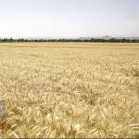 کشت پاییزه گندم نزدیک است اما قیمت آن مشخص نیست