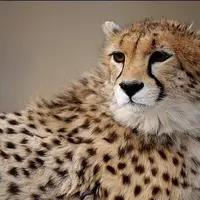 تصاویری از شناسایی یک پلنگ در دماوند 