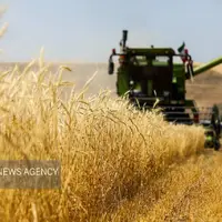 برداشت گندم در مراغه