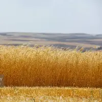 کاهش قابل‌توجه تولید گندم در لرستان