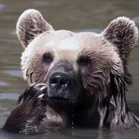 سرنوشت غیرمنتظره خرس معروف دریاچه سبلان