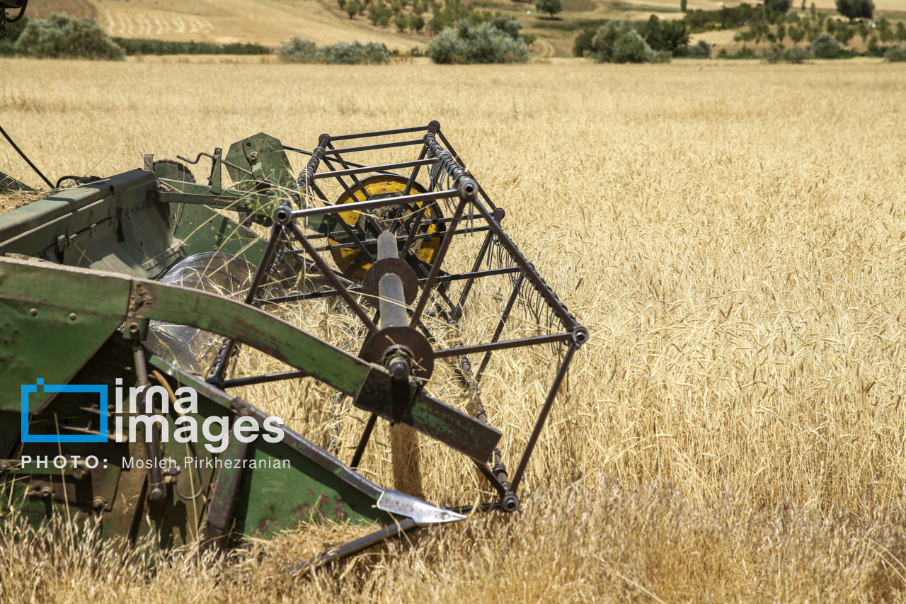 عکس/ برداشت گندم در کردستان