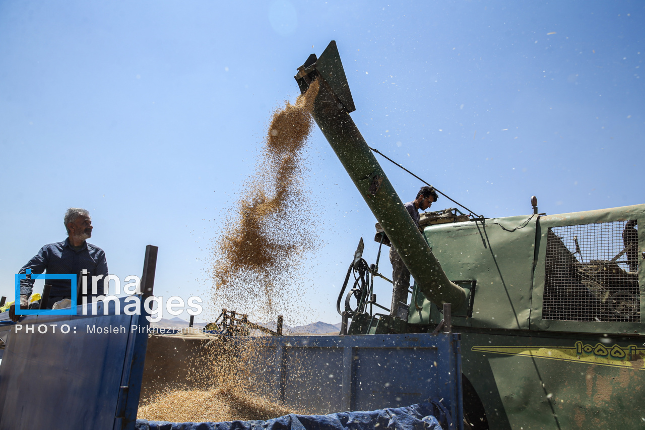 عکس/ برداشت گندم در کردستان