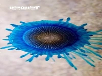 دکمه آبی یا موجودی مستعمره