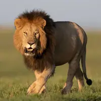 جنگ برای بقا در طبیعت 