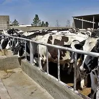 دامداری در مازندران رونق می‌گیرد