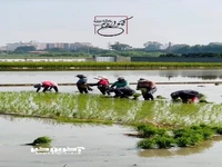 لحظات دیدنی نشای برنج در بابل 
