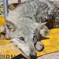 رهاسازی توله‌گرگ خاکستری در طبیعت مهاباد پس از مداوا