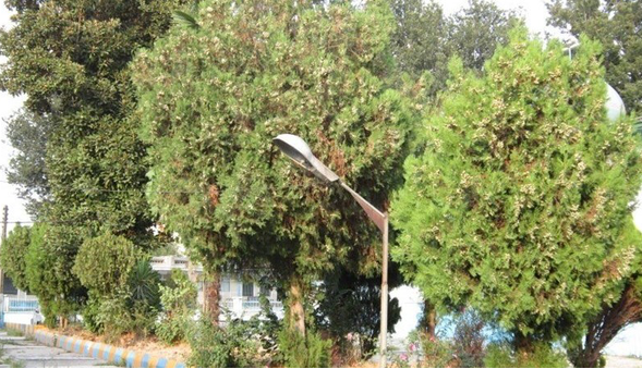 برنامه حذف درخت کاج در بجنورد اجرا می‌شود