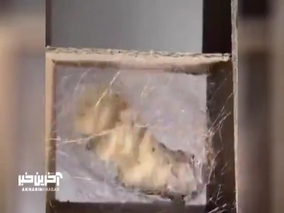 آیا می‌دانستید این لاروهای کوچک نخ لباس‌هایی که می‌پوشید را تولید می‌کنند؟