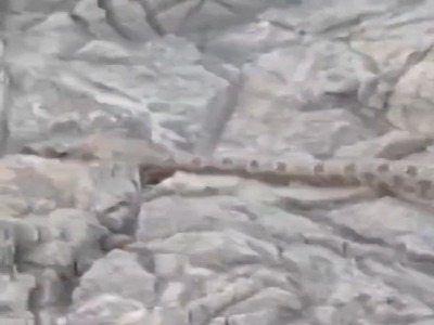 مشاهده افعی شاخ‌دار در کوه صفه اصفهان