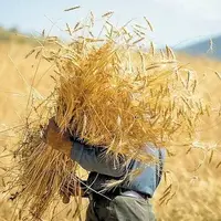 خرید تضمینی گندم در کردستان از ۷۰۰ هزار تُن فراتر رفت