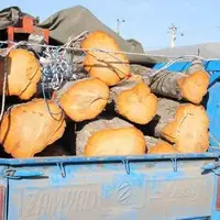 دستگیری قاچاقچی چوب در شهرستان سقز