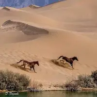 تصویری زیبا از تالاب پساب یزد