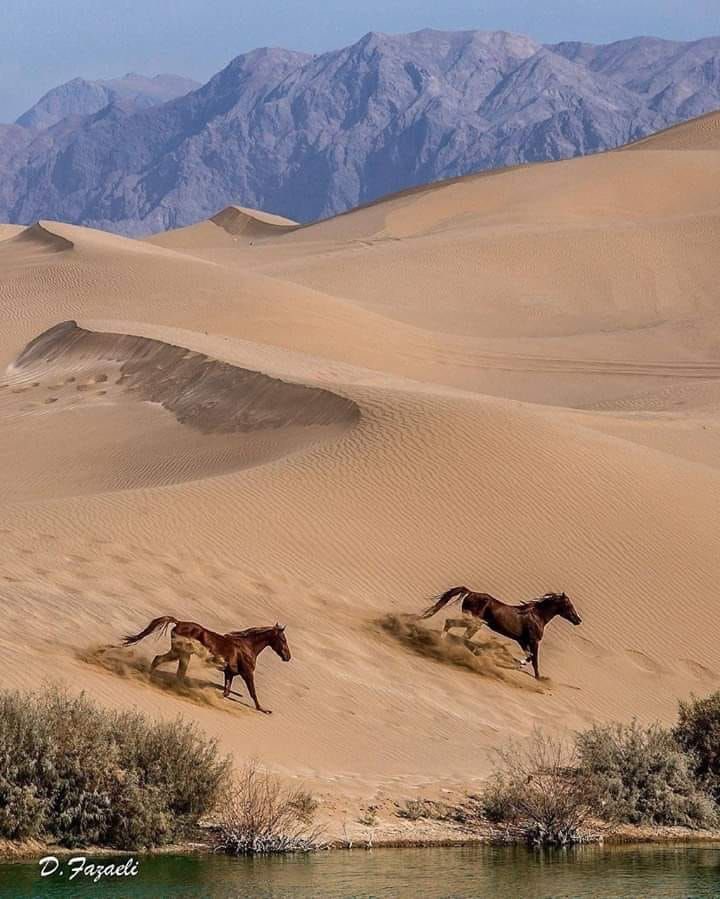 تصویری زیبا از تالاب پساب یزد