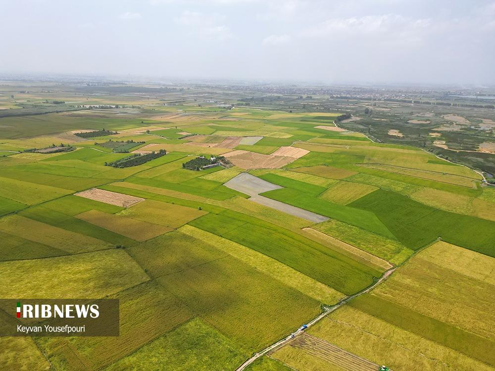 عکس/ برداشت شالی روستای منگلاب شهر بهنمیر