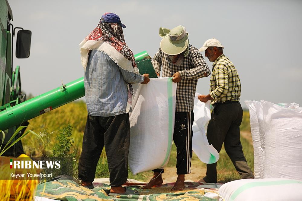 عکس/ برداشت شالی روستای منگلاب شهر بهنمیر
