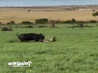 دفاع جانانه گاومیش مادر از فرزندش در نبرد با گله شیر