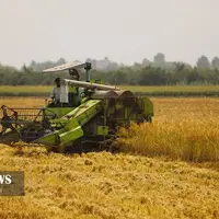 عکس/ برداشت شالی روستای منگلاب شهر بهنمیر