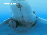  نهنگ گوژپشت ماده به همراه فرزندش در اعماق اقیانوس