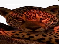 استراحت و استتار دیدنی پلنگ روی درخت