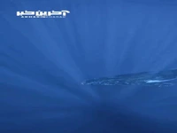 ویدئویی از دنیای زیبای زیر آب