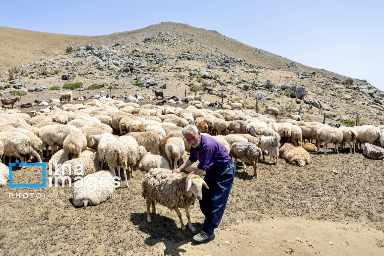 کوچ ییلاقی عشایر «قاراداغ»