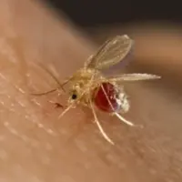 مسدودسازی ۵۰ خروجی فاضلاب در نیشابور به‌دلیل شیوع سالک