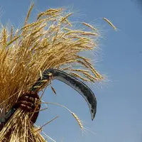 ضیافت خوشه‌ها؛ زردتر از خورشید و پربارتر از همیشه!