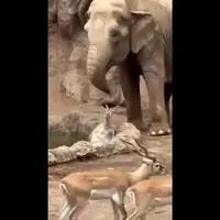 لحظه نجات غزال توسط فیل