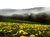 زیبایی طبیعت در یک صبح مه آلود