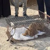 رهاسازی یک قلاده توله خرس در طبیعت اندیکا