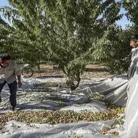 آغاز برداشت بادام از ۳۶۰۰ هزار هکتار باغات قزوین